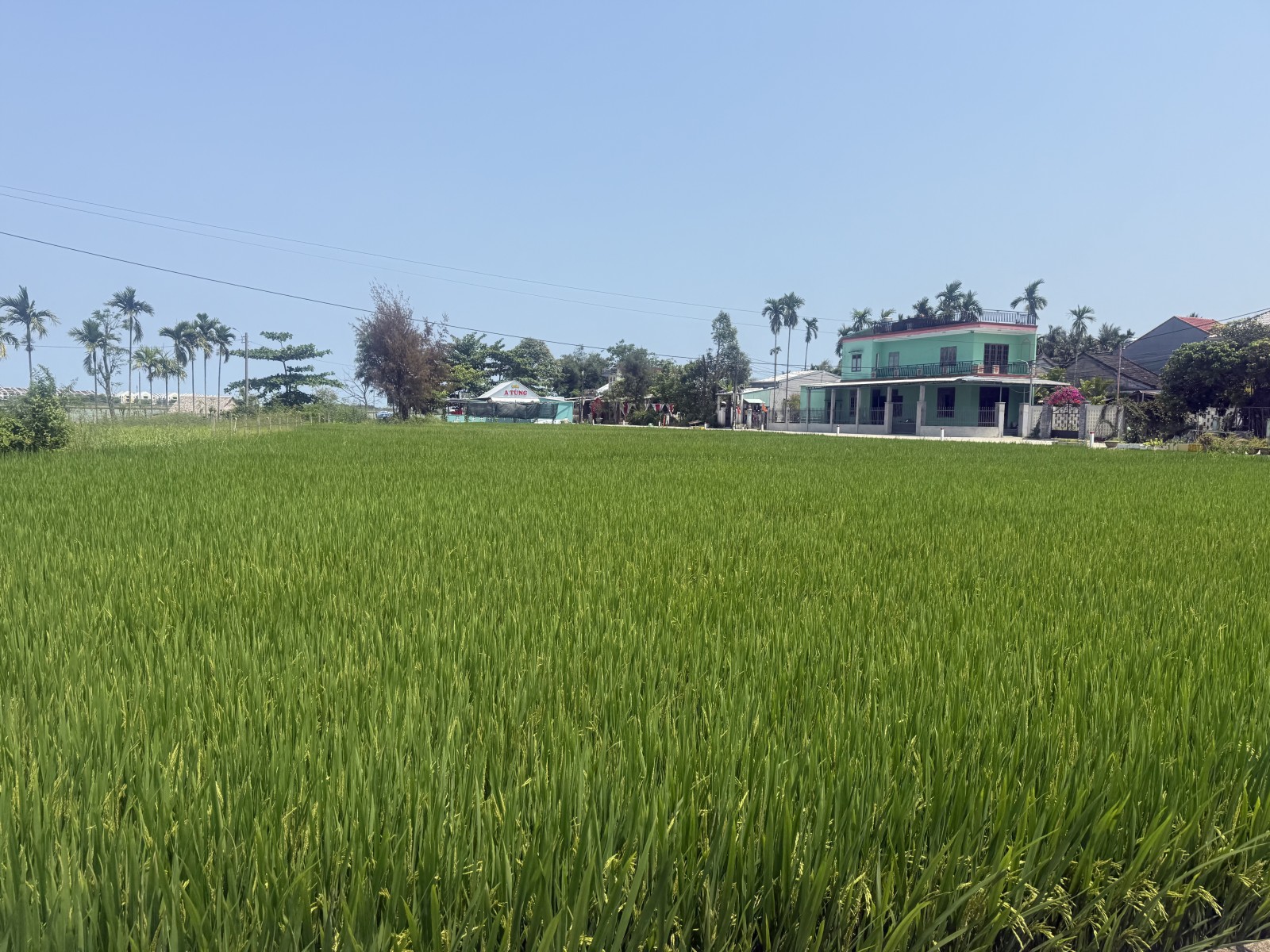 PHƯỚC TRUNG CẨM KIM 256.9m², ĐẤT, ngang 6.8m, dài 40m, giá 6.5 tỷ